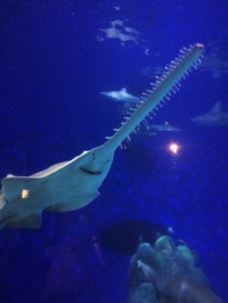 Saw Nosed Shark at Denver Downtown Aquarium 1