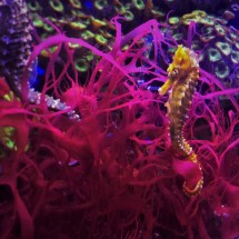 Seahorses at Denver Downtown Aquarium 1