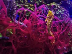 Seahorses at Denver Downtown Aquarium 1