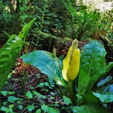 Skunk-Cabbage-Flower-at-Bloedel-Reserve-Bainbridge-Island-2-225x225.jpg