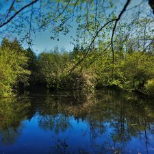 Still-Pond-with-Reflections-at-Bloedel-Reserve-Bainbridge-Island-3-225x225.jpg