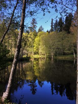 Still Pond with reflections at Bloedel Reserve Bainbridge Island 4