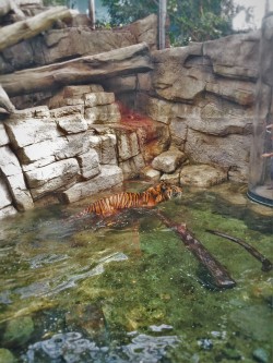 Swimming tiger in exhibit at Denver Downtown Aquarium 1