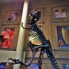 T-Rex-in-entry-of-Denver-Museum-of-Science-and-Nature-225x225.jpg