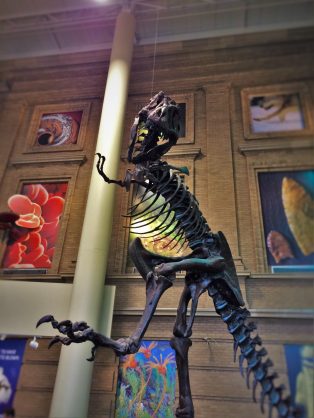 t rex science museum