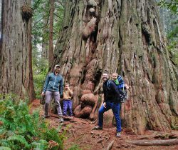 Taylor Family at Redwoods California 2traveldads.com