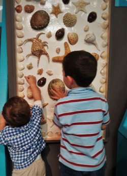Taylor Kids looking at Shell Diagrams at the Butterfly Pavilion Denver Colorado