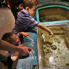 Taylor Kids petting Horseshoe Crab at the Butterfly Pavilion Denver Colorado 1