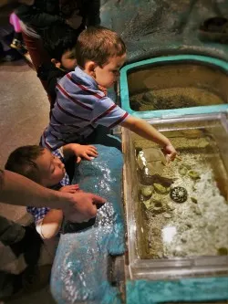 Taylor Kids petting Horseshoe Crab at the Butterfly Pavilion Denver Colorado 1