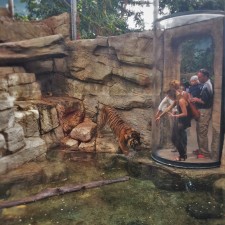 Tiger-exhibit-at-Denver-Downtown-Aquarium-2-225x225.jpg