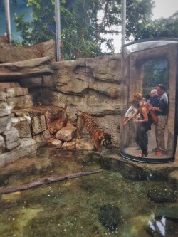 Tiger exhibit at Denver Downtown Aquarium 2