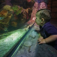 TinyMan and tropical tank at Denver Downtown Aquarium 1