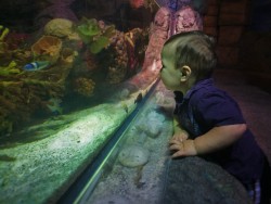 TinyMan and tropical tank at Denver Downtown Aquarium 1