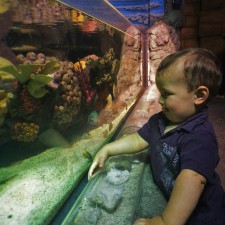 TinyMan and tropical tank at Denver Downtown Aquarium 2