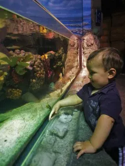 TinyMan and tropical tank at Denver Downtown Aquarium 2