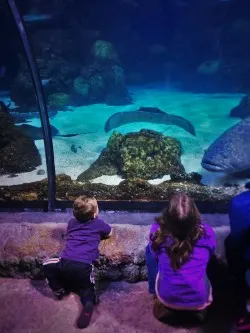 TinyMan in Shark Tube at Denver Downtown Aquarium 1