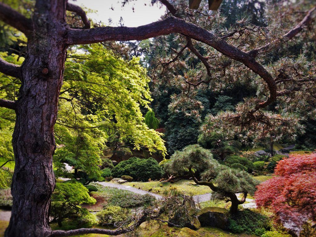 Trees in Japanese Garden at Bloedel Reserve Bainbridge Island 1
