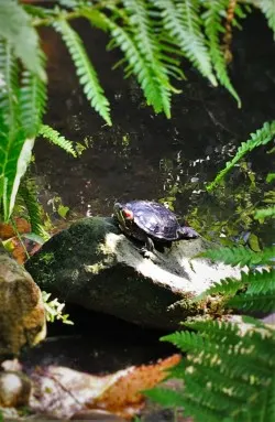 Turtle in pond at the Butterfly Pavilion Denver Colorado 1