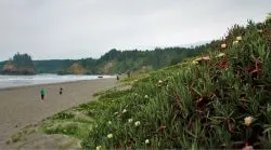 Beach and Dunes at Trinidad Head