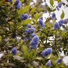 Blue flowering bush in Trinidad California 2traveldads.com