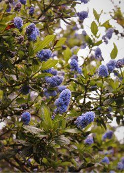 Blue flowering bush in Trinidad California 2traveldads.com
