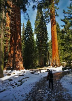 Chris Taylor hiking in Giant Forest in Sequoia National Park 2traveldads.com