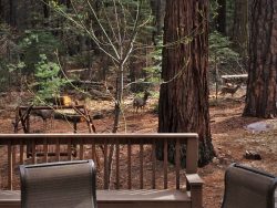 Deer-outside-John-Muir-House-at-Evergreen-Lodge-at-Yosemite-National-Park-1-250x188.jpg