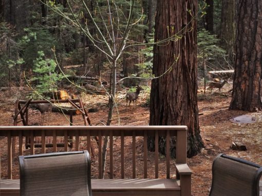 The Evergreen Lodge At Yosemite National Park Amazing