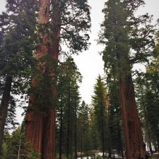 Giant-Sequoias-in-Grant-Grove-Kings-Canyon-2traveldads.com_-225x225.jpg