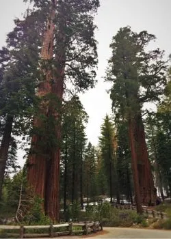 Giant Sequoias in Grant Grove Kings Canyon 2traveldads.com