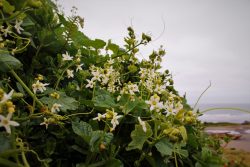 Grape Blossoms on Trinidad Head Lighthouse trail