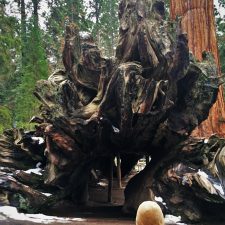 LittleMan-and-Fallen-Monarch-Giant-Sequoia-in-Grant-Grove-Kings-Canyon-2traveldads.com_-225x225.jpg