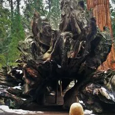 LittleMan and Fallen Monarch Giant Sequoia in Grant Grove Kings Canyon 2traveldads.com