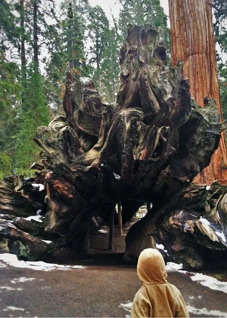 LittleMan and Fallen Monarch Giant Sequoia in Grant Grove Kings Canyon 2traveldads.com