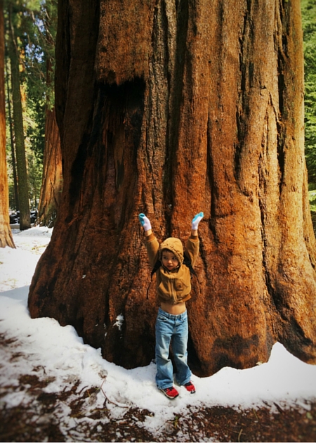 LittleMan and Giant Sequoia in Giant Forest in Sequoia National Park 2traveldads.com