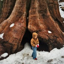 LittleMan and Giant Sequoia in Grant Grove Kings Canyon 2traveldads.com