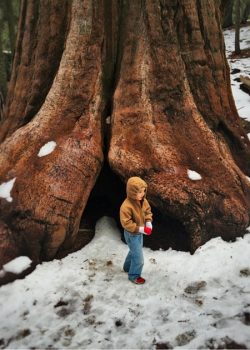 LittleMan and Giant Sequoia in Grant Grove Kings Canyon 2traveldads.com