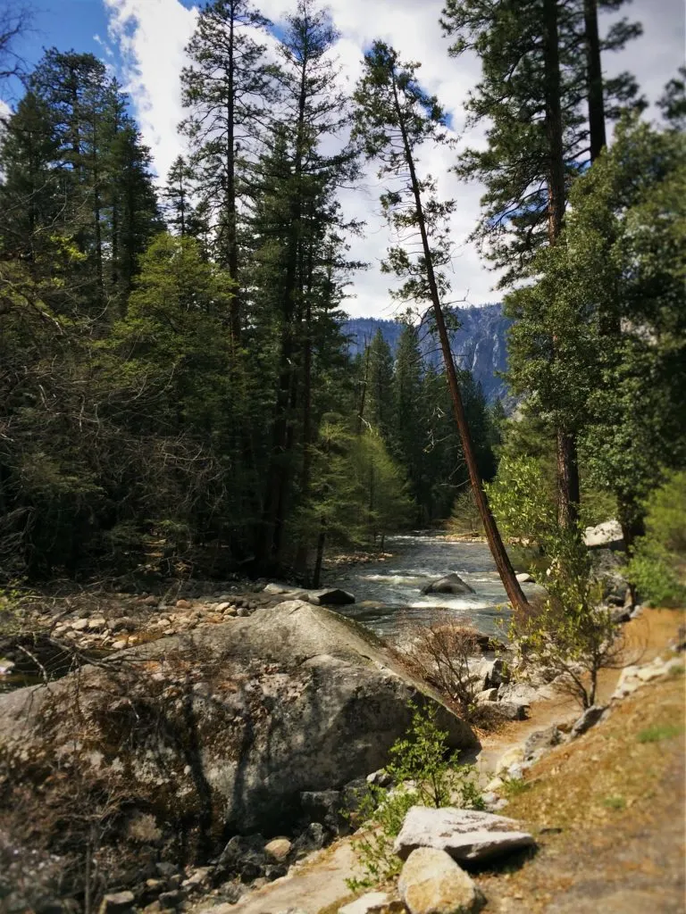 Merced River from tram tour of Yosemite Valley Floor in Yosemite National Park 1