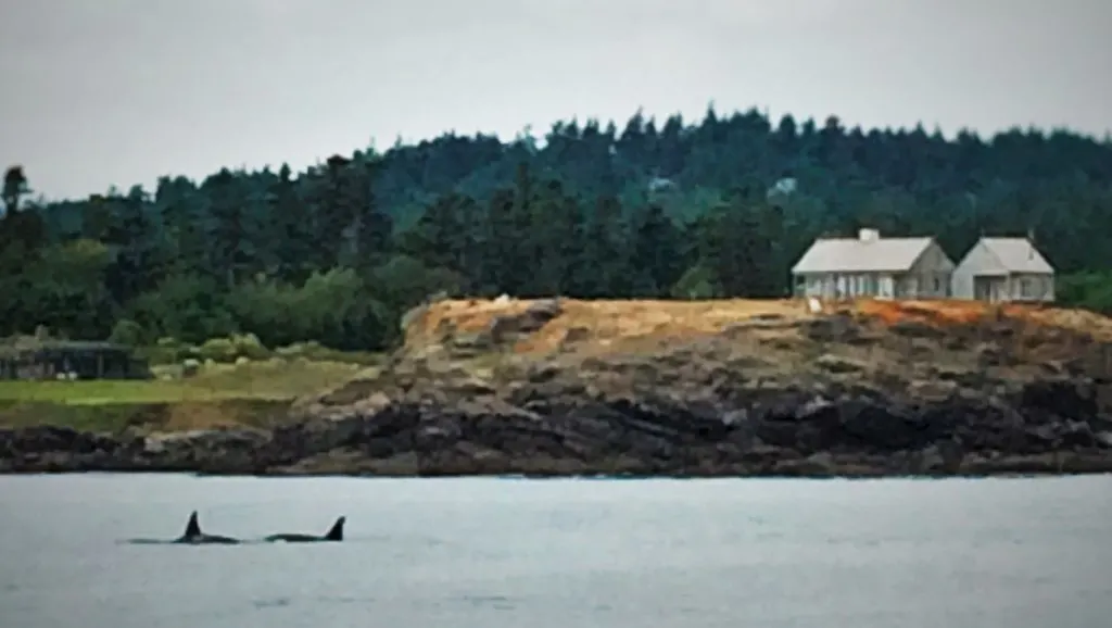 Orcas in Strait of Juan de Fuca 2