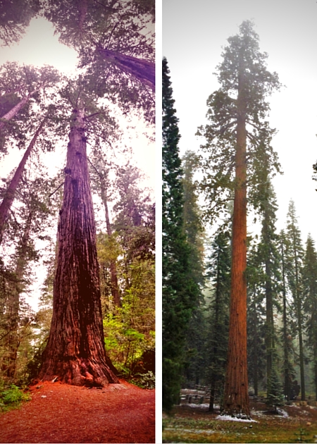 Redwood vs Sequoia 2traveldads.com