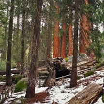 Rob Taylor hiking in Grant Grove header