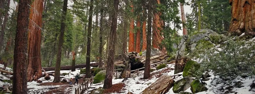 Rob Taylor hiking in Grant Grove header