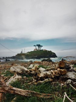 Driftwood at Battery Point Lighthouse Crescent City 2