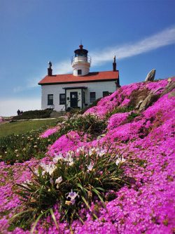 Flowers at Battery Point Lighthouse Crescent City 4