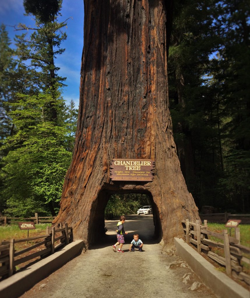 Taylor family at drive through redwood tree