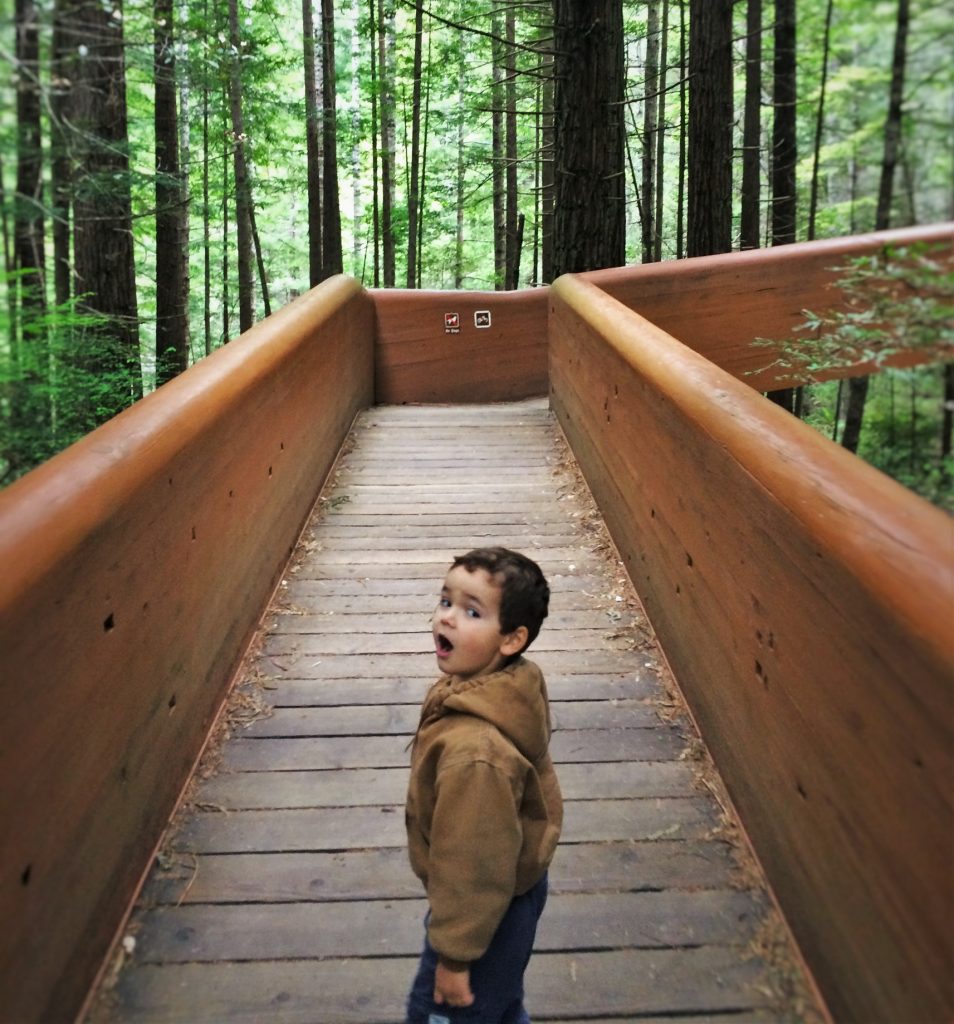 LittleMan Hiking in Ladybird Johnson Grove Redwood National Park