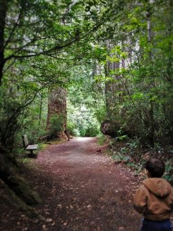 Hiking in Ladybird Johnson Grove Redwood National Park