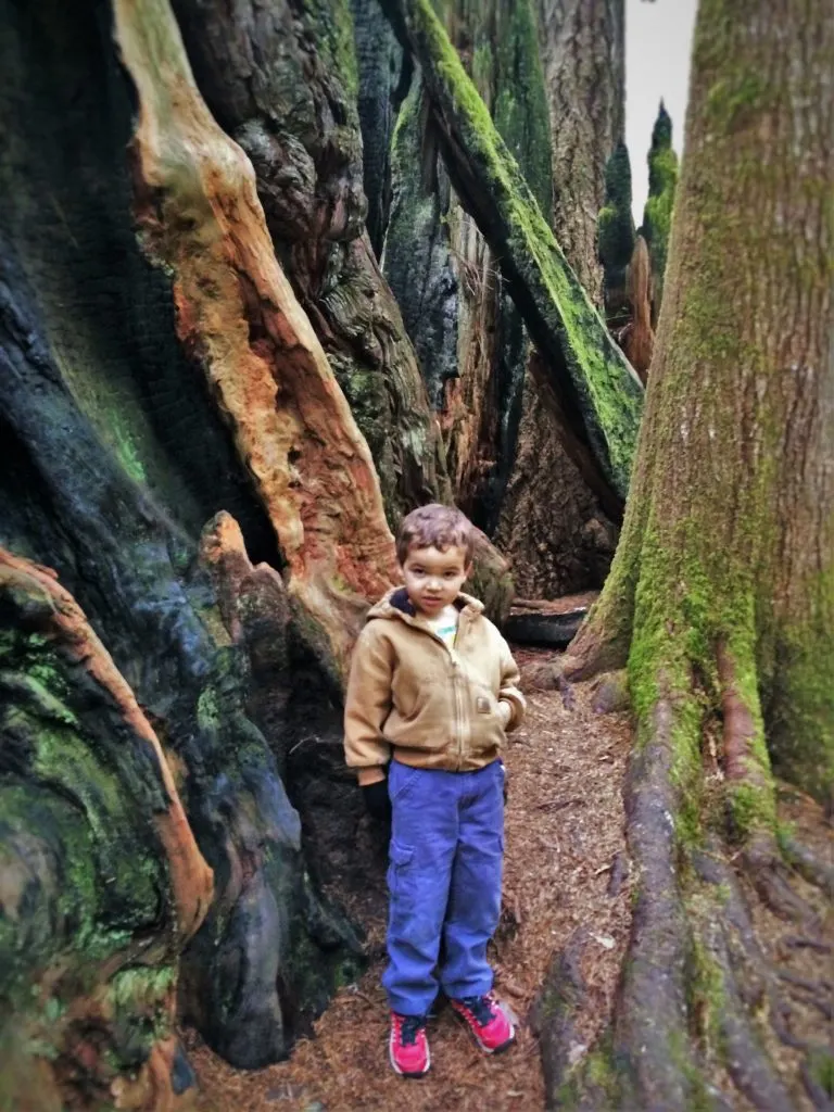 LittleMan Hiking in Ladybird Johnson Grove Redwood National Park