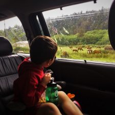 Watching elk on the Redwood Highway