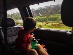 Watching elk on the Redwood Highway